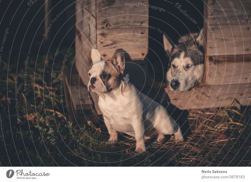 French bulldog puppy and Siberian husky Dog Husky Animal Exterior shot Sled dog Colour photo Day Animal portrait Adventure Deserted Observe Looking Pet