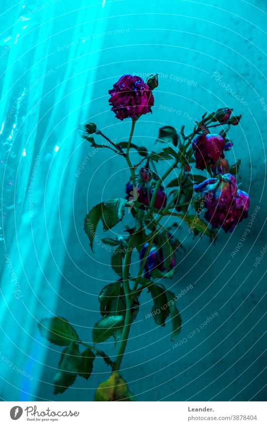 Red Roses pink Flower Romance horrendous Horror film Window Green plastic Greenhouse
