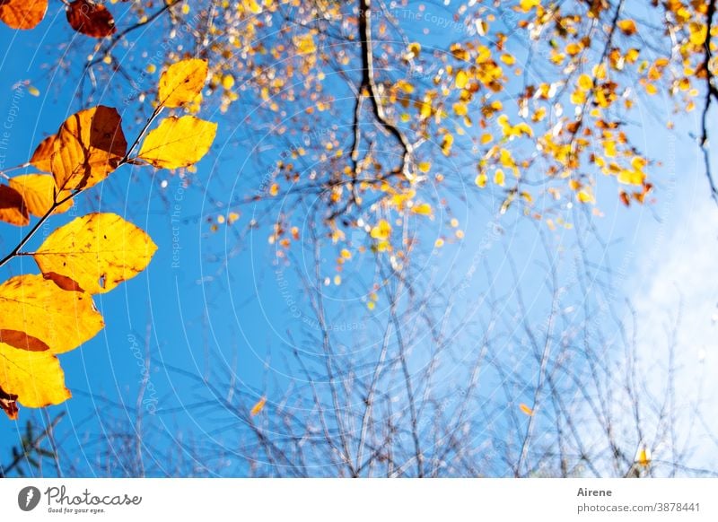before the last leaves fall Tree Illuminate Colour Orange Gold Sky Sunlight Autumn Autumn leaves Deserted Autumnal Nature Autumnal colours autumn mood