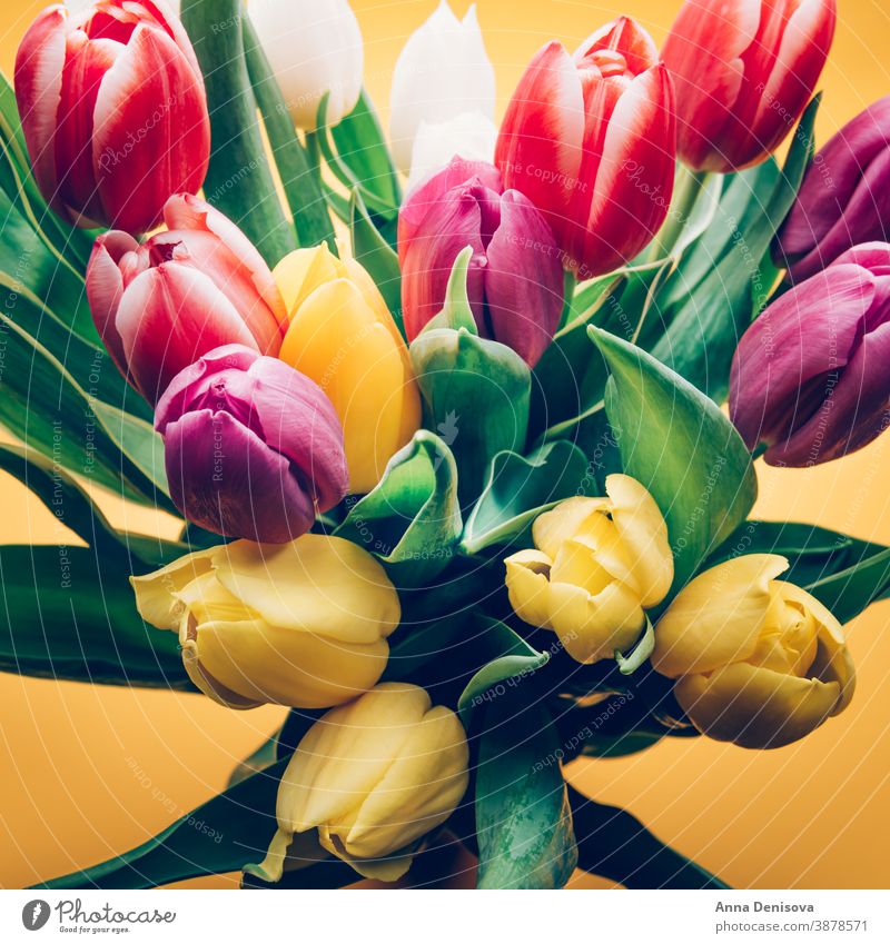 Colorful Classic Tulips tulip day bunch flower bouquet mothers day purple pink nature spring green 8 march beautiful color blossom card summer red gift closeup