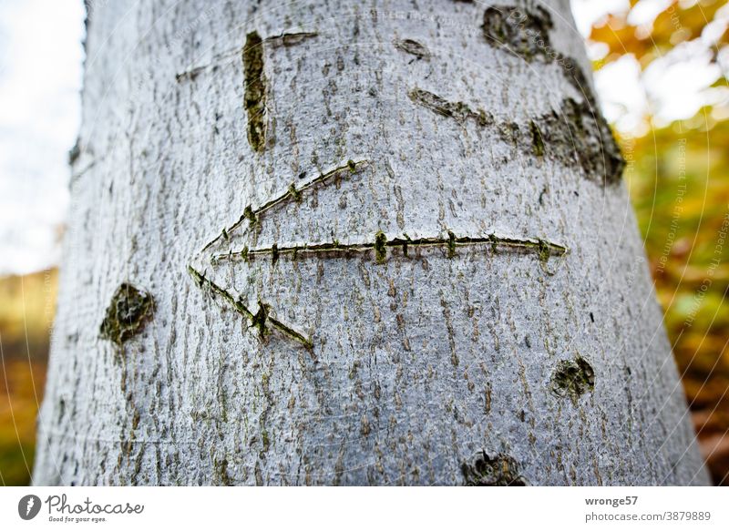 An arrow carved into a tree trunk pointing left in the autumnal forest Tree trunk bark scratched Graven Arrow Left to the left left-wing Nature Forest