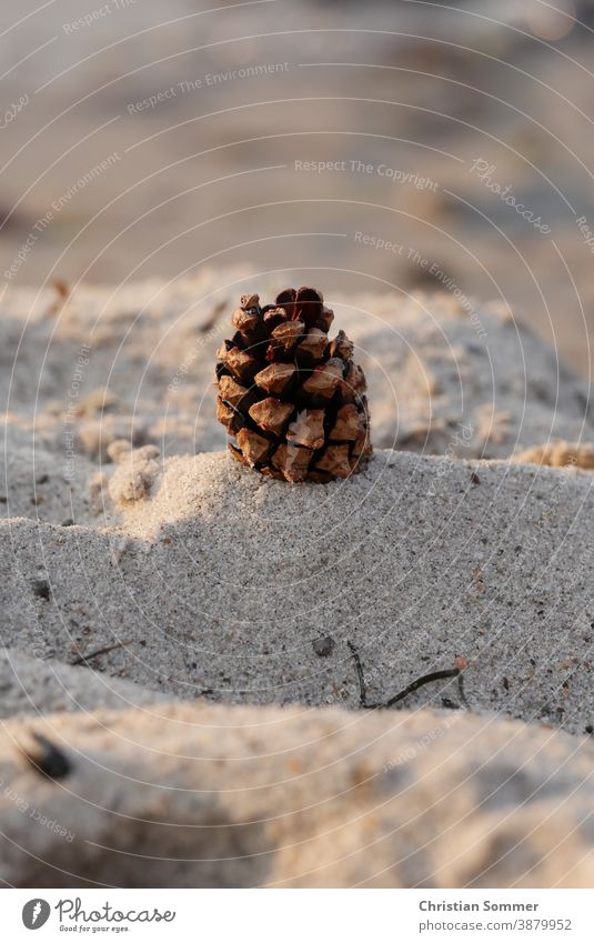 Fir cones on the beach of the Baltic Sea pinecone Beach Sand Ocean vacation holiday out Wanderlust Vacation & Travel Shadow Light Contrast