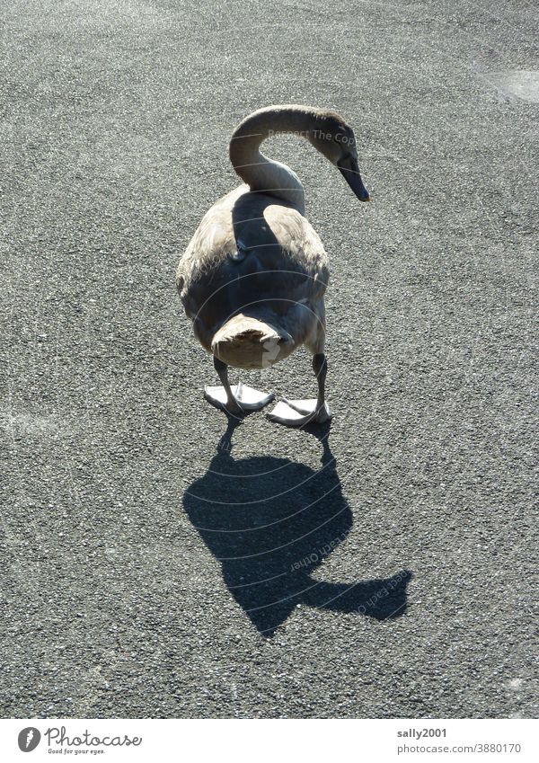 young swan and his shadow... Swan youthful Shadow look at Animal Bird Exterior shot Elegant pretty Neck Pride Shadow play shadow cast Asphalt Gray Brash
