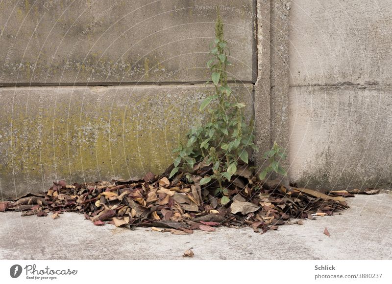 Withered flowering plant in front of concrete wall seeks protection and nutrients in autumn leaves Plant Concrete wall Wall (building) Autumn leaves fertilizer