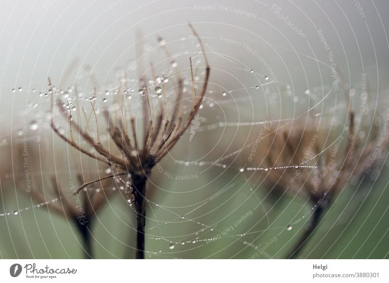 filigree spinning with dew drops Spider's web Spinning mill Drop Trickle Plant umbels Shriveled Faded Nature Environment Fog morning of fog Delicate