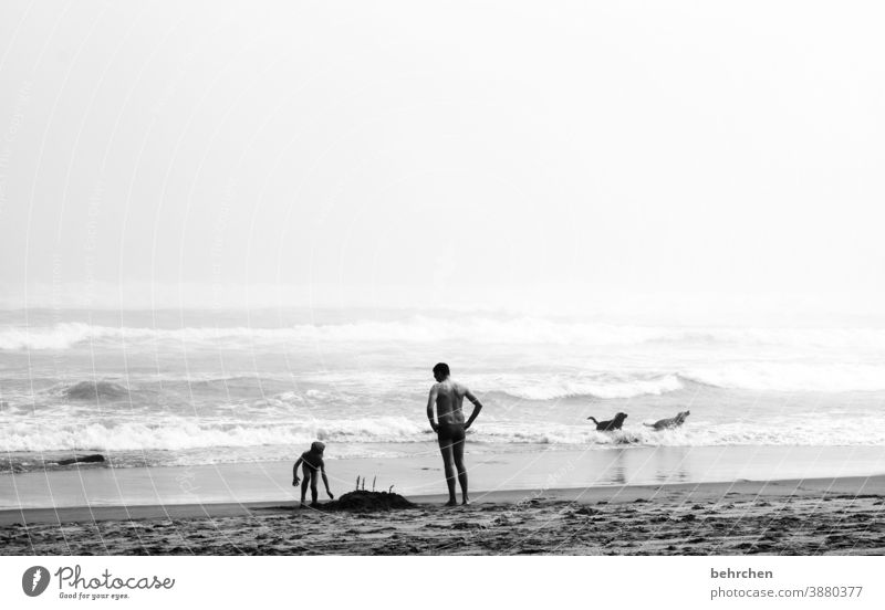 a child, a man, two dogs and a sand castle blurriness Contrast Light Day Exterior shot Exceptional Swimming & Bathing South Africa knysna Ocean Bay Beach coast