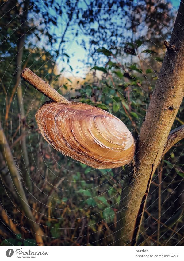 very large pond mussel resting on branch Tree shell Sky woody Branch Exterior shot Deserted Beautiful weather Leaf Day Autumn Sunlight Cloudless sky