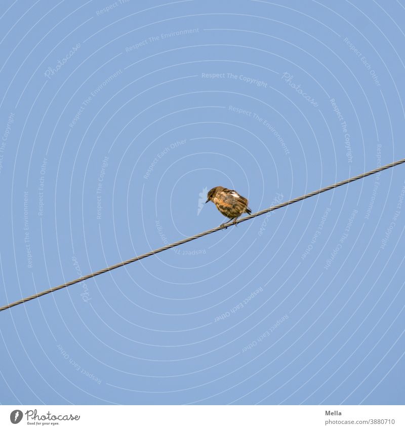 The bird on the tightrope. Bird Wire cable Cable Sit Sky Exterior shot Animal Blue Nature Transmission lines Energy industry Electricity Technology