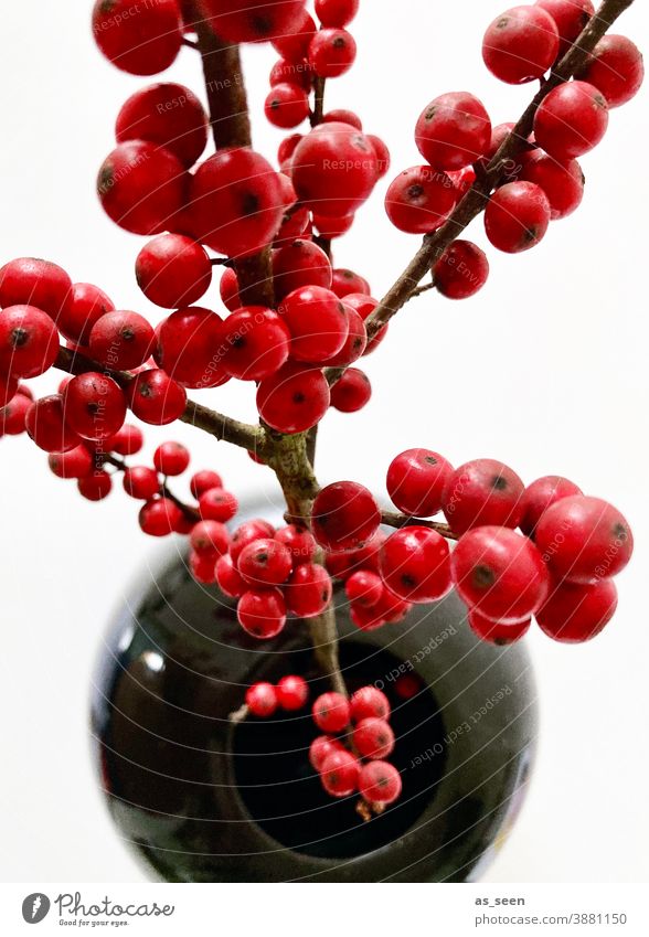 Ilex branch from above Twig Red Black Glittering Berries Decoration Floristry Plant Colour photo Nature Winter Interior shot Design Christmas & Advent Deserted