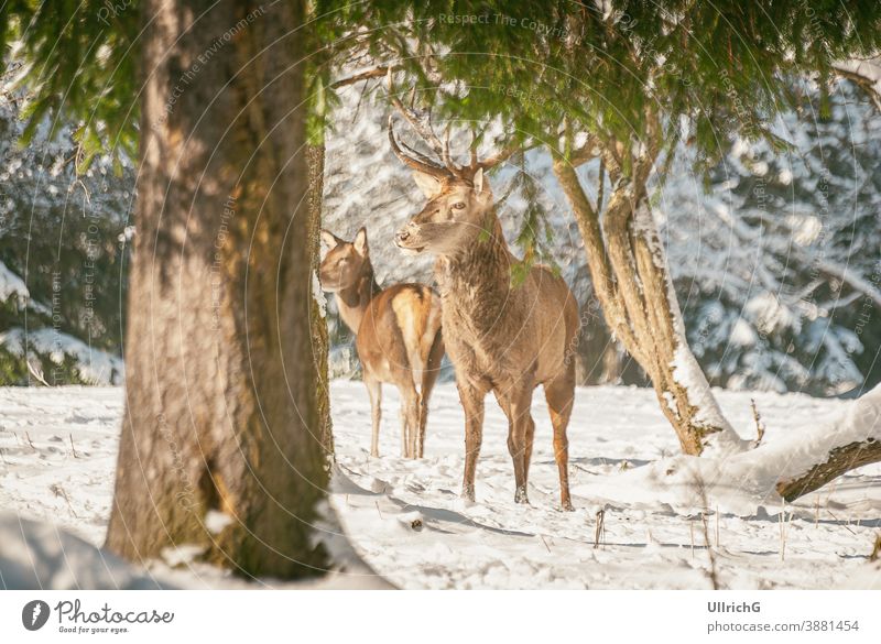 Red Deer In The Winter Forest - Red deer browsing in the winter forest. animal red deer game quarry male female bull deer hind antlers grazing startled alert