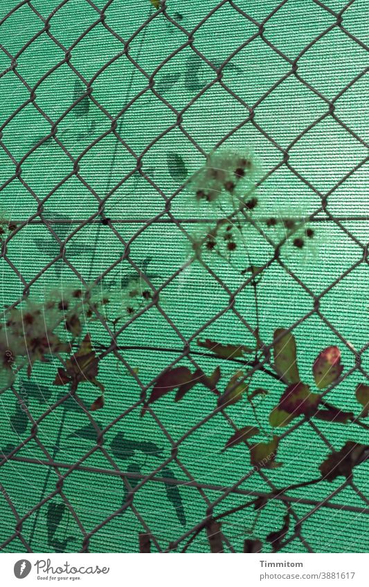 Looking through the fence at all kinds of green Fence Green plants Metal Wire Wire netting fence Plastic Screening