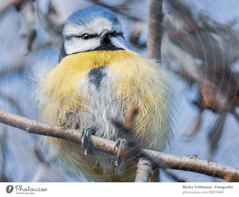 Blue Tit with a Plough Tit mouse Cyanistes caeruleus Animal face Head Beak Eyes Feather Plumed Grand piano Claw Bird puffed up Disheveled Observe Looking