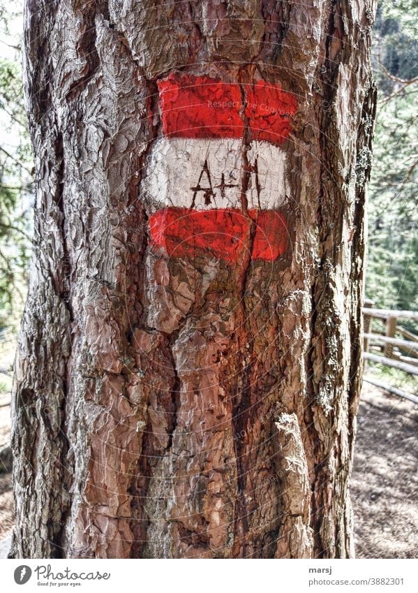 A+M in hiking signs, red-white-red, carved. bark Signage Clue Hiking Multicoloured Lanes & trails Groundbreaking Help Old Red-white-red Tree Colour photo Nature