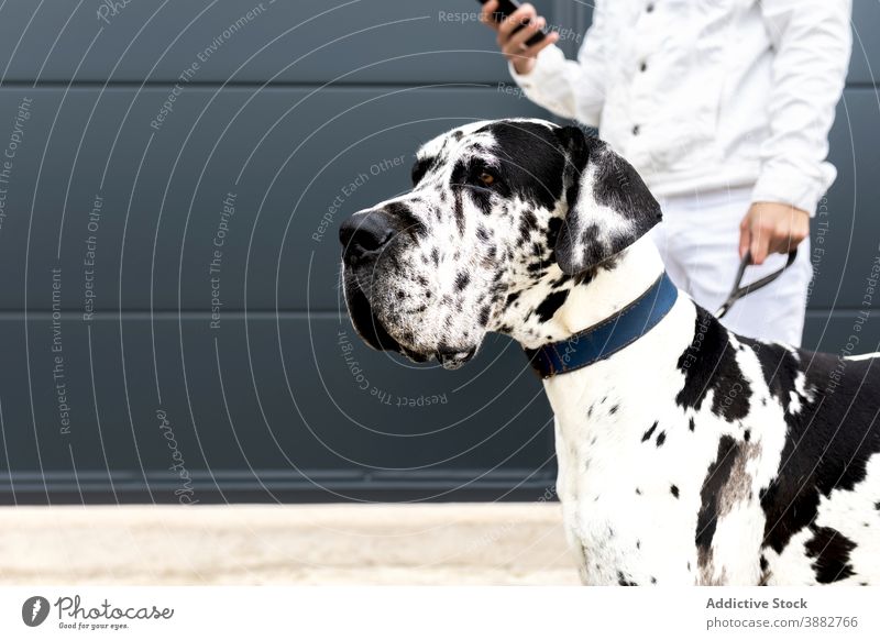 Man browsing smartphone with dog on street selfie man great dane friendship together friendly companion gadget device animal mobile city canine enjoy owner