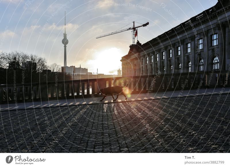 a dog runs over a bridge in Berlin Mitte . The sun is just rising. Middle Dog Sunrise Downtown Berlin Television tower Sky Capital city Tourist Attraction