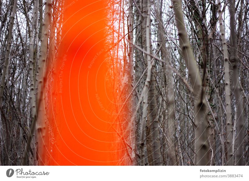 neon orange mark in bare branches Neon Marker line Signs and labeling Line Structures and shapes Lanes & trails Forest Branchage Pattern Arrangement forest