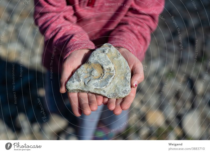 Stone with petrification in hand Fossil Fossilization Stony Hand Find Crumpet History of the Child Discover Adventure