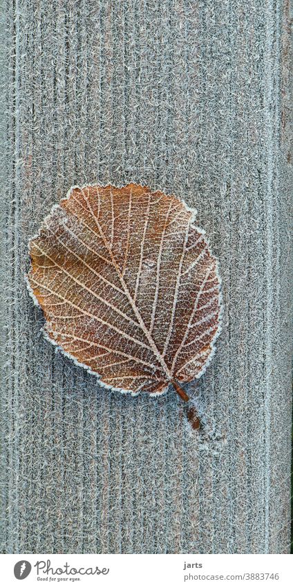 Frozen leaf on a wooden plank Cold Leaf Ice Frost Winter Wood Floorboards Ice crystal Freeze Hoar frost White Nature Close-up Exterior shot Deserted