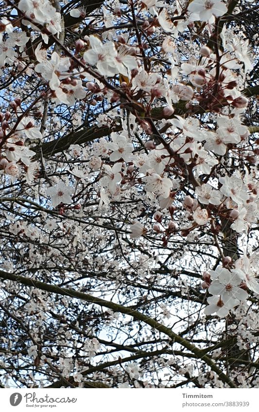 Spring is coming soon Spring fever petals Nature Blossom Plant Exterior shot branches Deserted Sky Blue White Pink