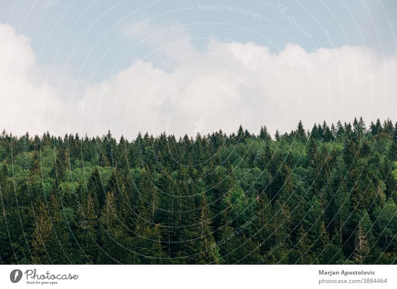 View of a pine tree forest on a sunny day adventure background beautiful blue bright calm cloud daylight ecology ecosystem environment evergreen explore foliage