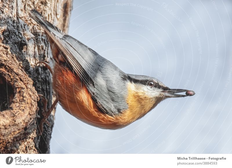 Nuthatch with a grain in its beak Eurasian nuthatch Sitta Europaea Bird Animal face Head Beak Eyes Grand piano Feather Plumed Claw Hang Observe Looking