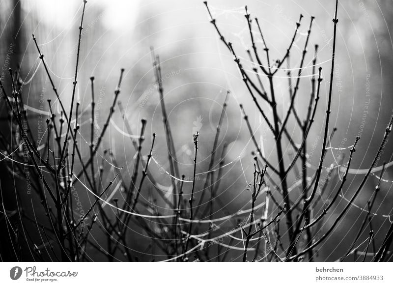 interconnected cross-linked Connection Tree Twigs and branches Frost Attachment Network interwoven chill Cold Loneliness Seasons Winter Black & white photo