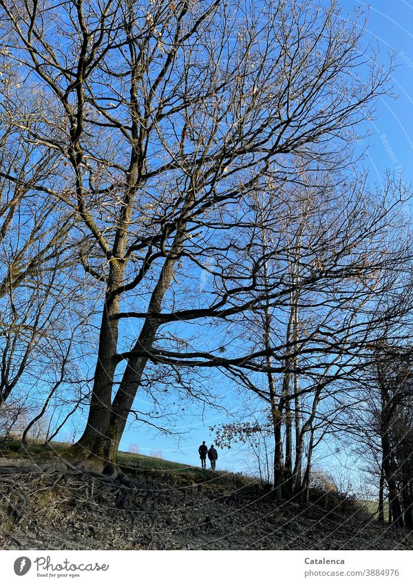 Two people walking up the hill, framed by bare beeches on a beautiful winter day Nature plants flora trees Book Hill Grass Meadow Sky persons Couple Silhouette