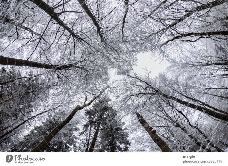 View into snow-covered tree tops Snow Tree Cold Winter Branch Ice Sky huge Frost Nature Exterior shot Deserted White Environment Twig Hoar frost Skyward Forest