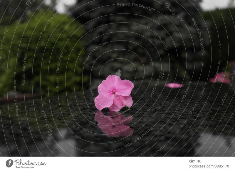 Reflection of the flower Autumn Flower Pink Plant Nature Blossom petals Reflection in the water Moody Calm Water Exterior shot rainy day Still Life