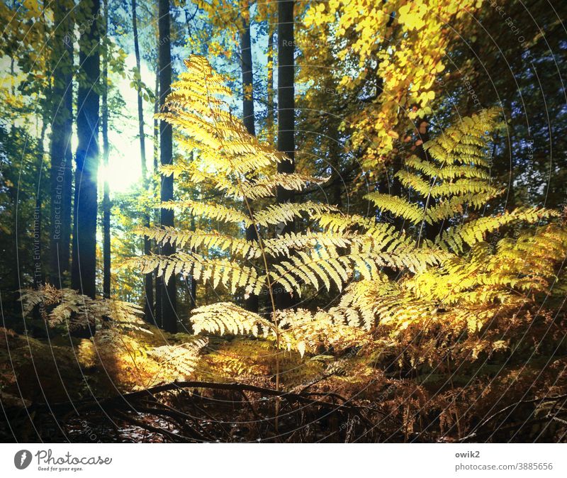 Fern Fan Forest Bushes Clearing Pteridopsida Plant Growth Beautiful weather Edge of the forest Tree Idyll Calm Exterior shot Colour photo Structures and shapes