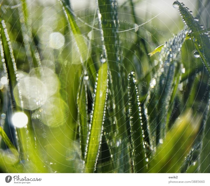 translucent wet grass dew drops detail Early morning dew sparkle Flower stalks Damp Growth Shallow depth of field Environment Fresh Plant
