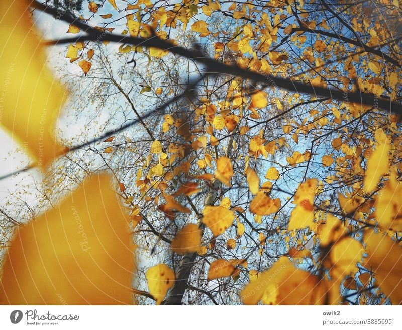 Autumnal swabs Environment Nature Plant Leaf Exterior shot Colour photo Change Deserted Copy Space bottom Sunlight Cloudless sky Blue Beautiful weather Growth
