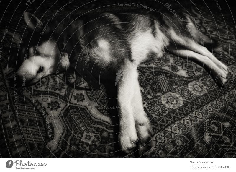 Siberian husky sleeping on carpet black and white picture Adorable Alaskan animal baby background beast beautiful bed blue breed canine closeup companion cute