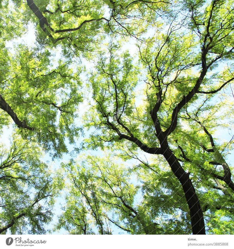 system relevant | healthy trees - view upwards into the canopy of some ash trees Tree Ash-tree Leaf canopy leaves Branch branches Treetop Blue Green Spring