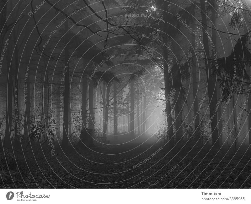 November forest with fog and some sunrays Forest Fog Sunbeam Dark Light Autumn Winter Cold off somber Moody Nature Tree Loneliness Black & white photo
