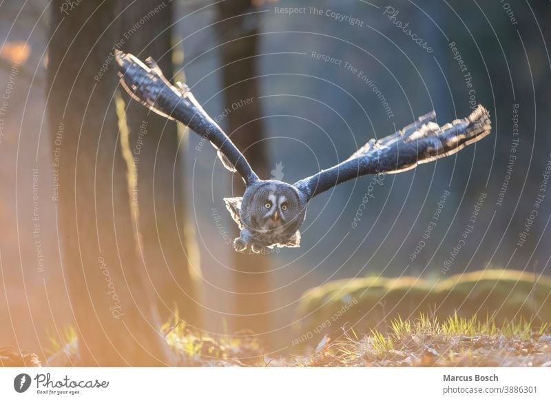 Bartkauz, Strix nebulosa, great grey owl Ausscheidung Eule Eulen Eulenvogel Flug Gegenlicht Greifvoegel Greifvogel Kauz Raubvoegel Voegel abendlicht animal