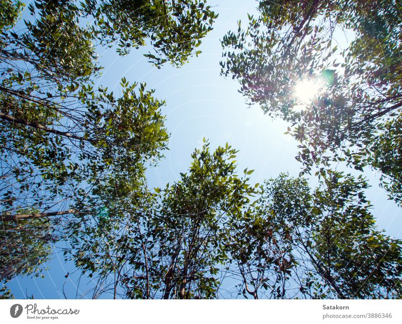 View at the treetop of eucalyptus trees in the farmland sky wood nature agriculture background leaf industrial branches cellulose green wallpaper plant