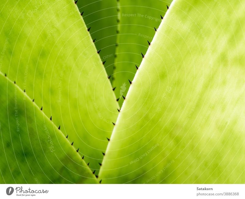 Detail texture and thorns at the edge of the Bromeliad leaves background green plant bromeliad garden nature tropical flora botanical leaf macro closeup natural