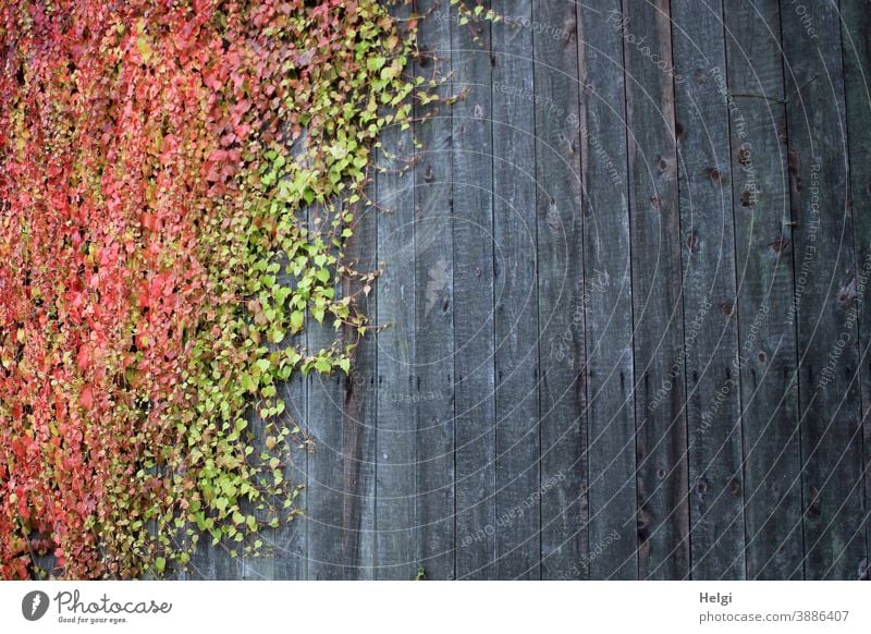 colorful autumn leaves grow on grey wooden wall Autumn Autumnal colours Virginia Creeper Vine leaves Wall (building) Wooden wall board wall Gray Green Red Leaf