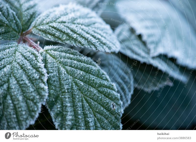 Leaves covered with frost / ice Leaf Green Plant Ice Frozen Ice crystal Close-up Frost Winter Snow Freeze Cold Hoar frost White Nature Exterior shot