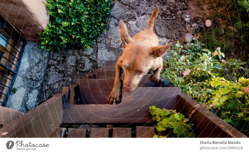 Dog climbs stairs in the garden. Up Stairs Climb Garden Countryside Animal Color Day