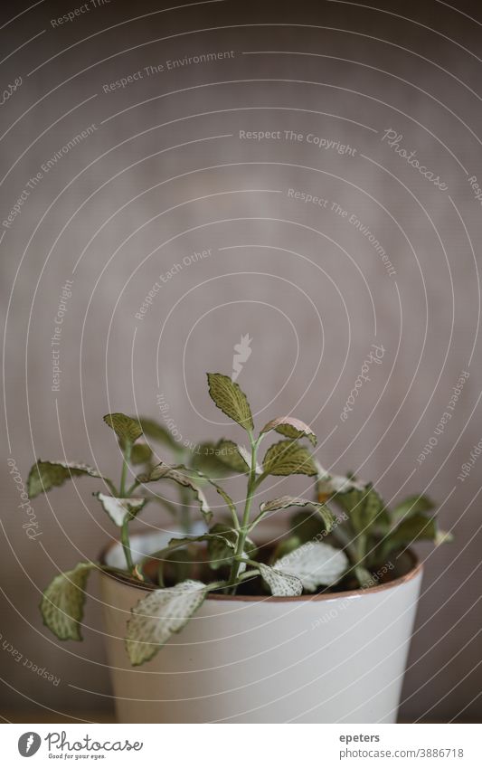 Fittonia pot plant in a beautiful pot in soft colours Plant Pot Pot plant interior Interior design tranquillity relaxed Peace close up Delicate Fragile Soft