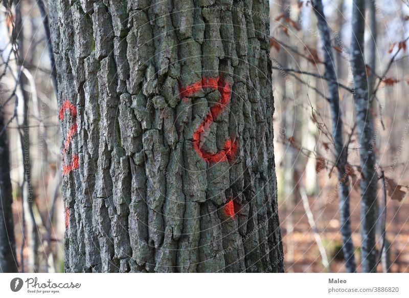 Question mark in red paint on tree bark background black blood bole brown color colour cortex creepy dark forest illustration lines question sap stem texture