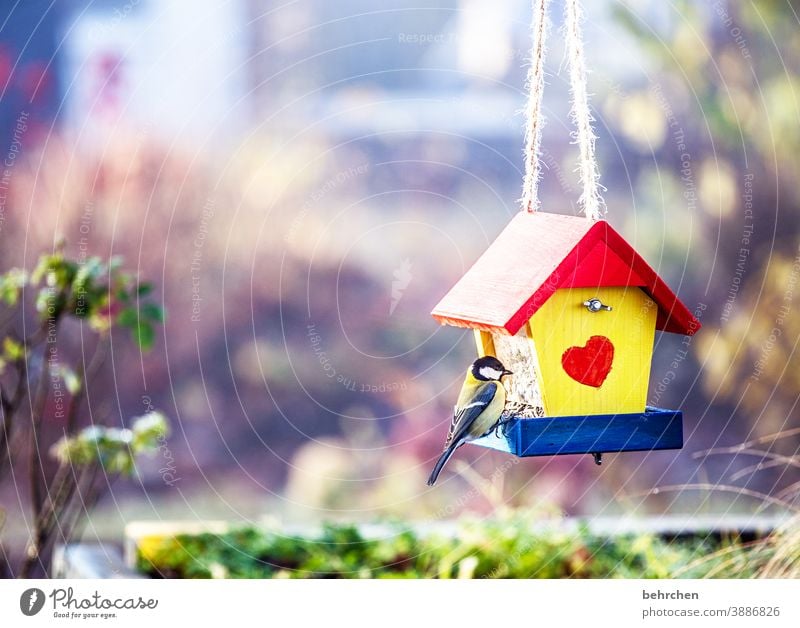 tit favorite place Animal protection Love Small Songbirds Deserted Tit mouse Feed Beak Feather Animal portrait Wild animal Love of animals Bushes bird house