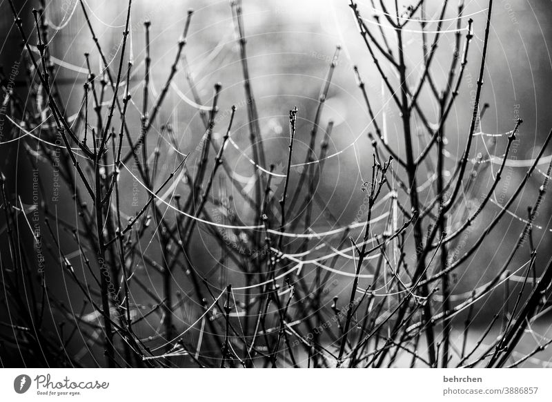 interwoven cohesion melancholically melancholy Autumn Old Decline Limp Faded Close-up Deserted Nature Plant Exterior shot Transience Grief Sadness sad Dark fade