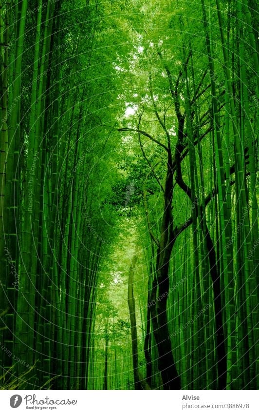 green bamboo path nature forest background japan asia japanese landmark kyoto tree natural garden wood zen plant environment growth asian leaf grove famous