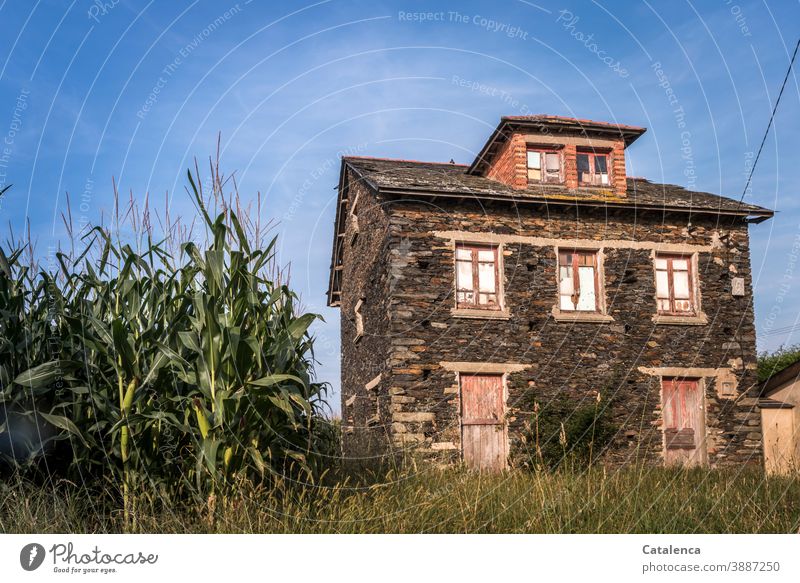 Corn field in the garden. House (Residential Structure) Architecture Building Old Facade Manmade structures Window Old building Living or residing Transience