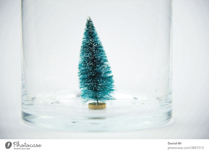small fir tree isolated in a glass Christmas & Advent insulation concept Meaning Quarantine coronavirus risk of contagion Christmas decoration Small