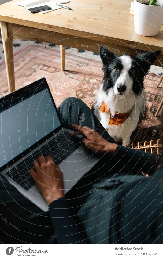 Cute Border Collie relaxing in room with crop woman dog carpet border collie laptop work owner domestic female adorable online netbook device gadget freelance