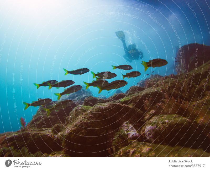 Diver swimming in deep ocean among aquatic vegetation underwater fish nature sea colorful background blue environment tropical adventure scuba dive vacation